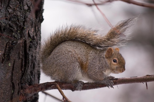 squirrel on a branch